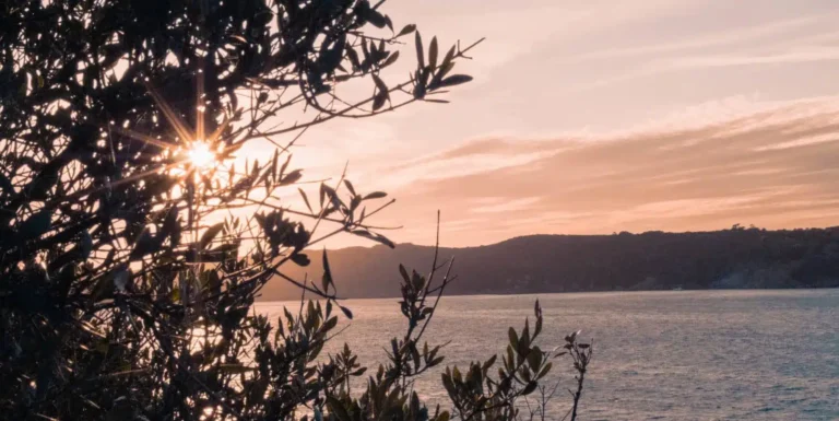 Sonnenuntergang durch die Zweige eines Olivenbaums mit Blick auf ein ruhiges Meer mit Hügeln in der Ferne, wirft einen warmen Schein über die Szene, während Segelboote lautlos navigieren und fügt ein Element von Abenteuer zu der ruhigen