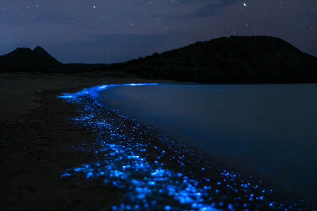 Leuchtendes Plankton