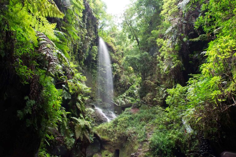 Ein ruhiger Wasserfall stürzt durch einen üppigen, farnbedeckten Wald und schafft während einer idyllischen Segelreise eine neblige Atmosphäre in einer ruhigen, grünen Waldlandschaft.