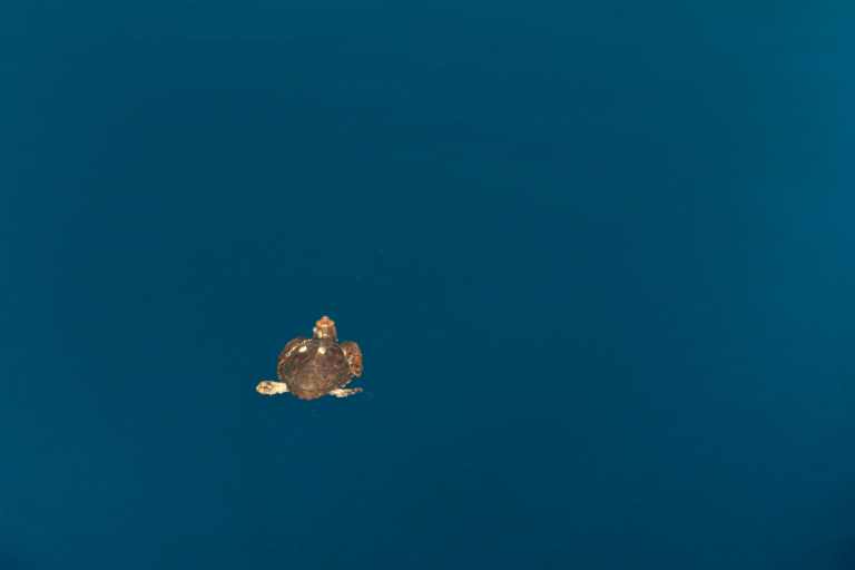 Eine einsame Meeresschildkröte schwimmt im tiefen, klaren, blauen Ozeanwasser. Panzer und Flossen der Schildkröte sind sichtbar, während sie ruhig durch die weite, leere Fläche gleitet und sich wie ein ruhiger Reisender auf eine Atlantiküberquerung begibt.