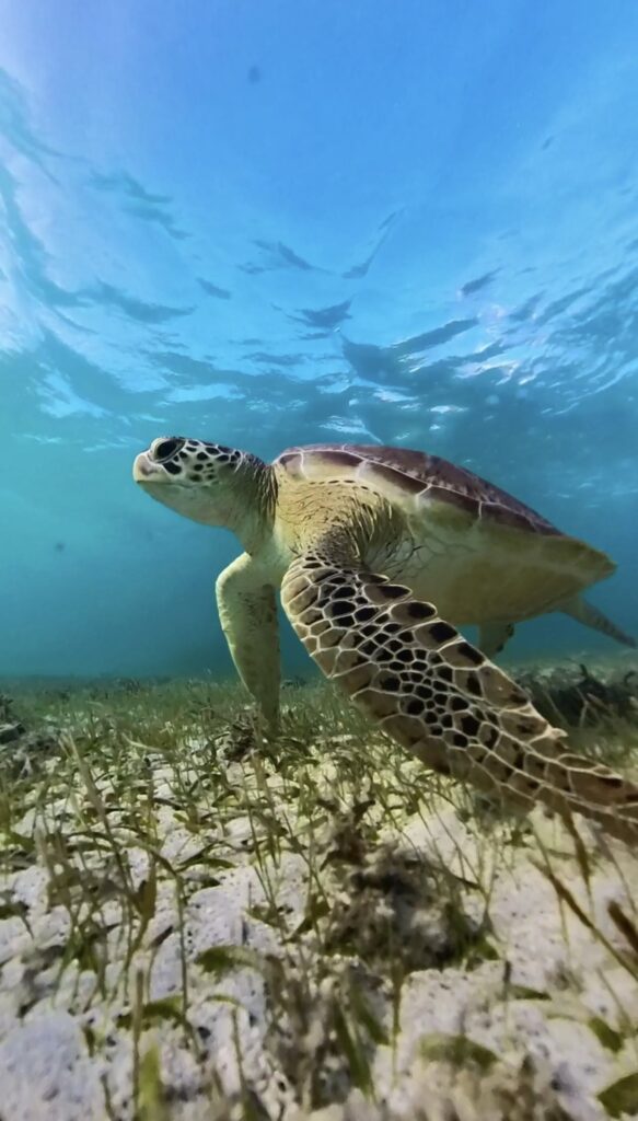 A sea turtle gracefully swims through the clear blue waters of Martinique, a French overseas region in the Caribbean. Just above the seagrass-covered ocean floor, sunlight filters through, illuminating the turtle's patterned shell and fins as it glides through its underwater habitat. 