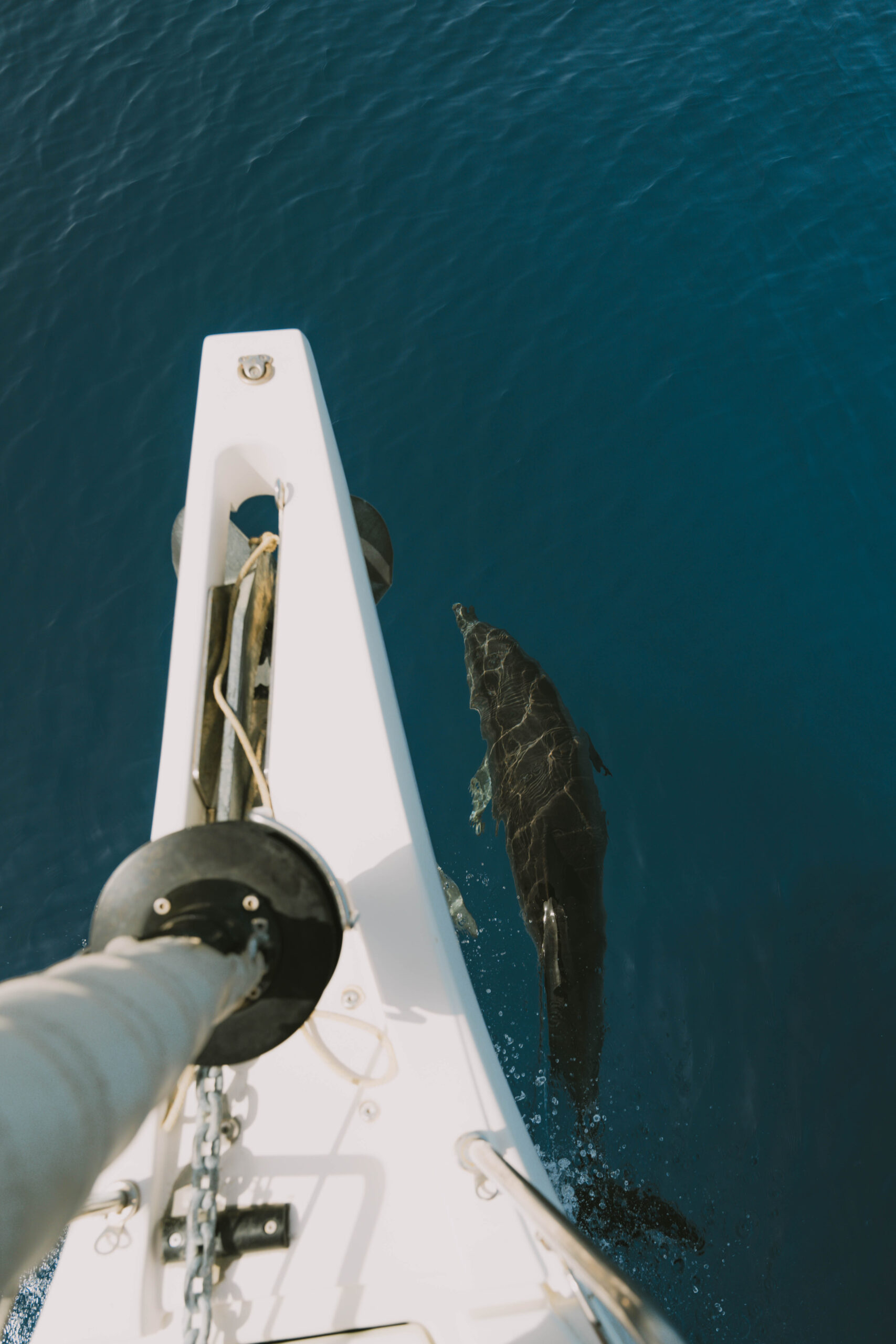 Ein Blick von vorne auf ein Segelboot während einer Segeltour. Man sieht einen Delfin, der im klaren, blauen Ozeanwasser neben einem schwimmt. Im Vordergrund sind der Anker und die Seile des Bootes zu sehen.