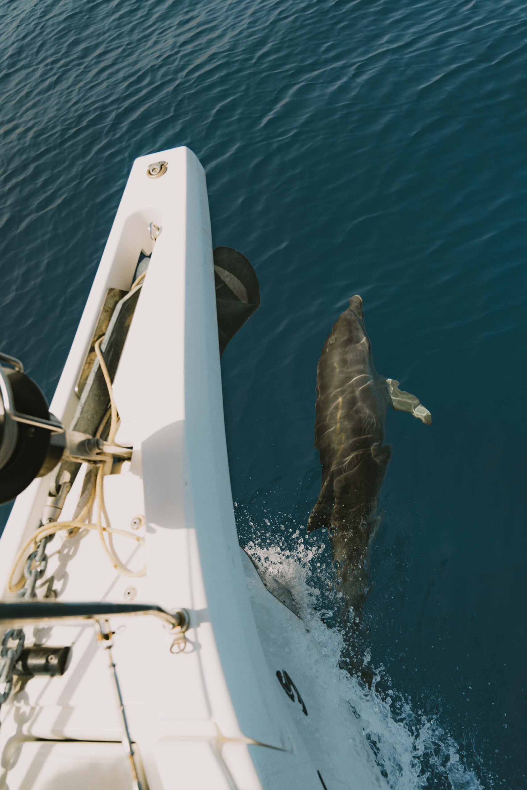 Während einer Segeltour schwimmt ein Delphin im klaren blauen Wasser neben dem Bug eines weißen Bootes. Im Bild sind die Reling, der Anker und einige Seile des Bootes zu sehen. Der Delphin scheint auf der Heckwelle des Bootes zu surfen.