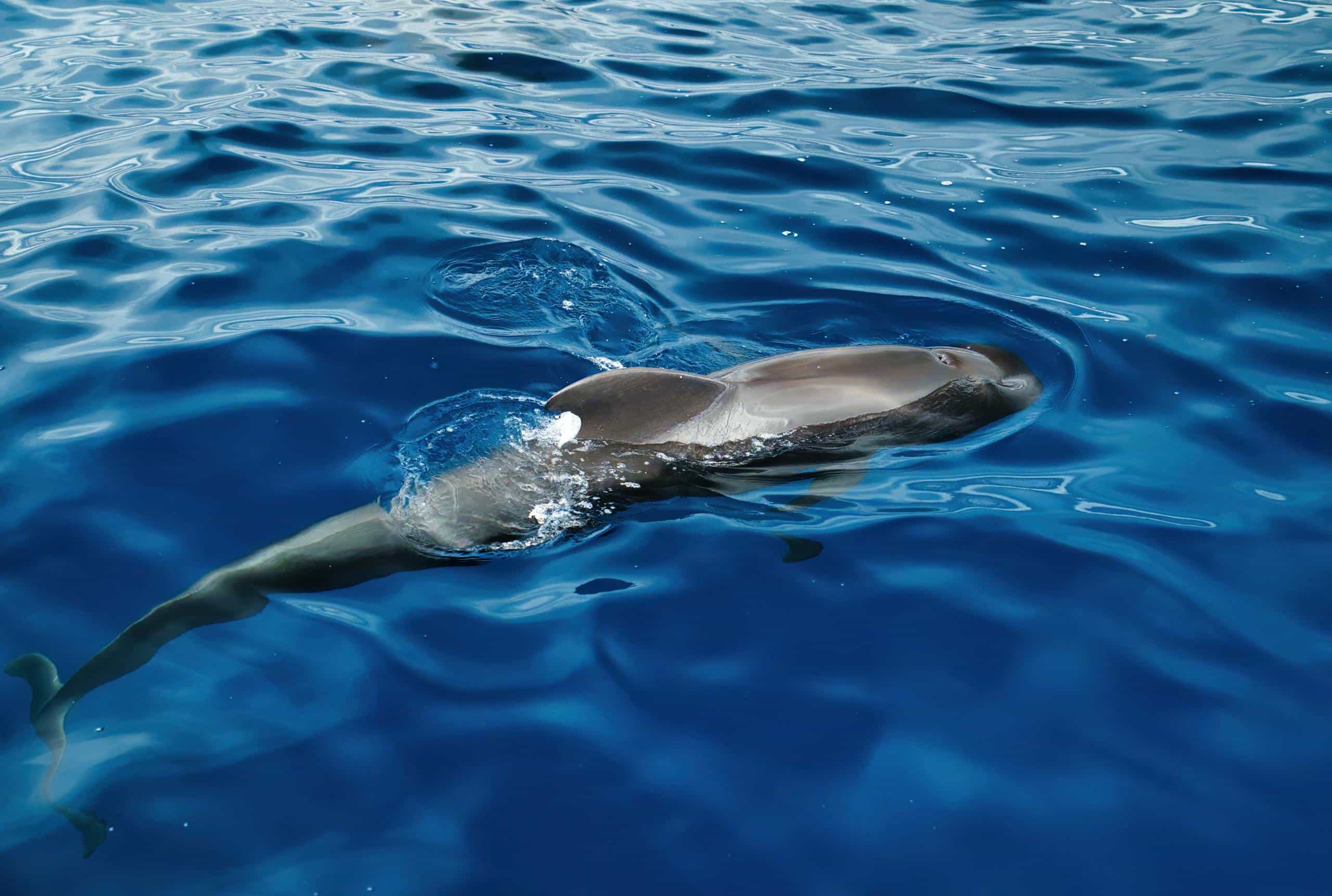 Close-up of a dolphin swimming gracefully in the clear blue ocean waters.